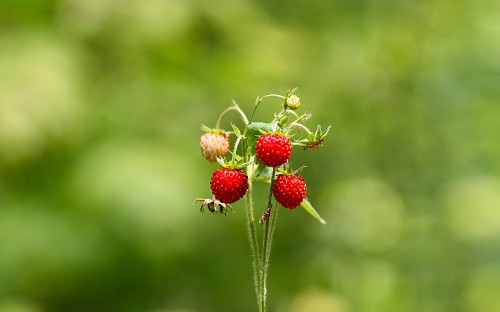 Image red strawberries on green stem