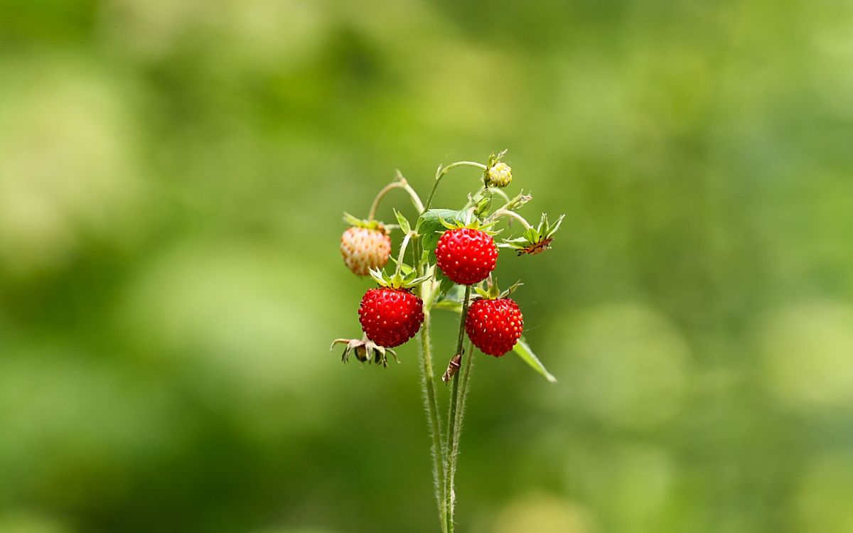 red strawberries on green stem