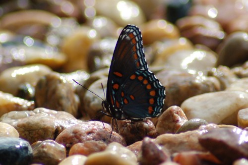 Image black and brown butterfly on brown stone