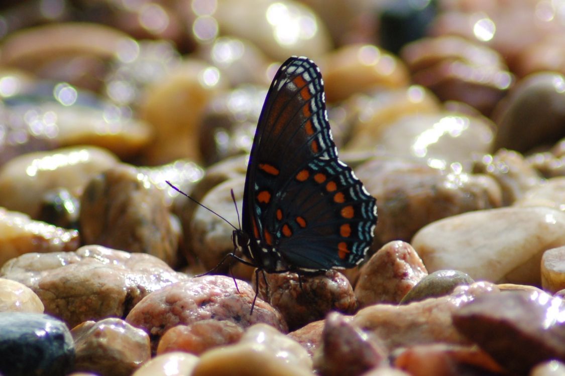 black and brown butterfly on brown stone