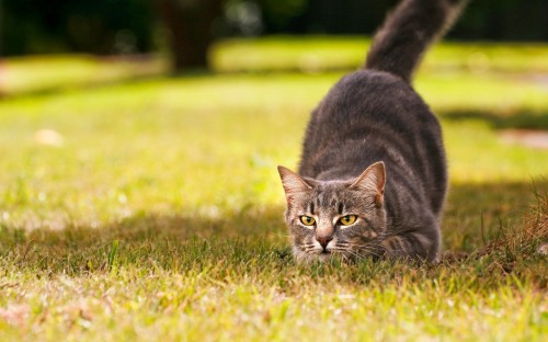 Image silver tabby cat on green grass field during daytime