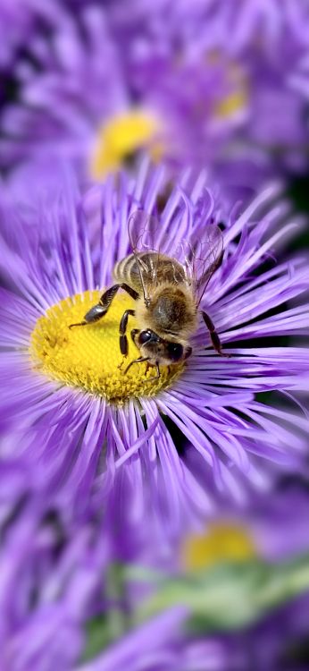 Insekt, Bienen, Biologie, Wissenschaft, Arthropoden. Wallpaper in 1420x3073 Resolution