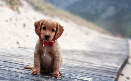 Image brown short coated puppy on gray wooden surface during daytime