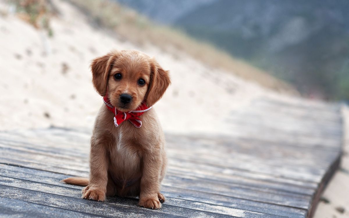 brown short coated puppy on gray wooden surface during daytime