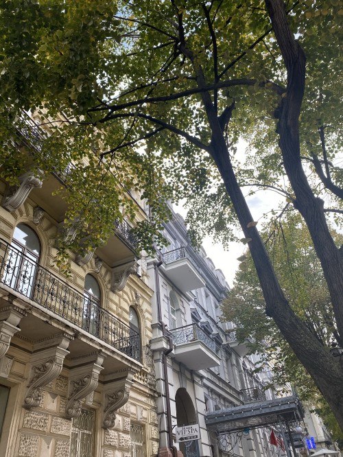 Image tree, branch, neighbourhood, architecture, facade