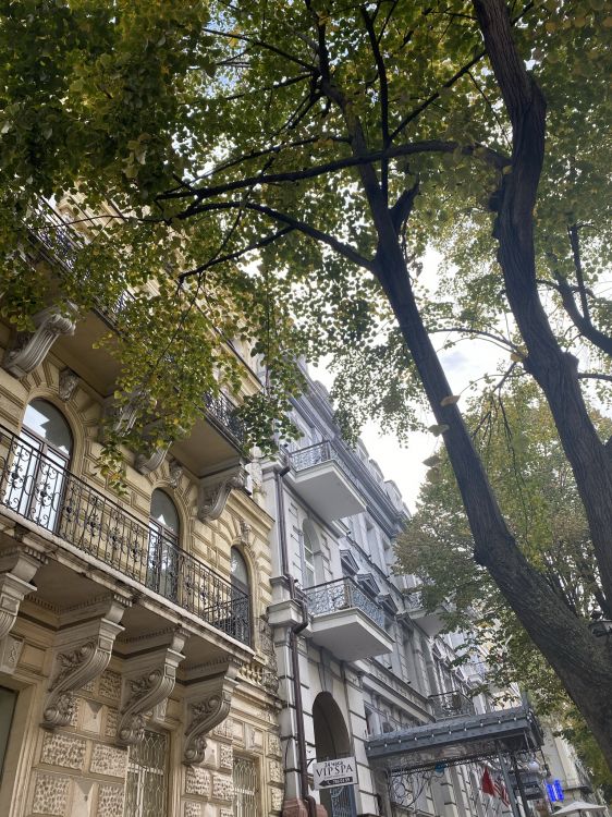 tree, branch, neighbourhood, architecture, facade