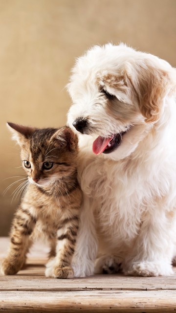 Image white long coated small dog sitting on brown wooden floor