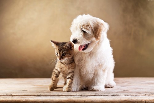 Image white long coated small dog sitting on brown wooden floor