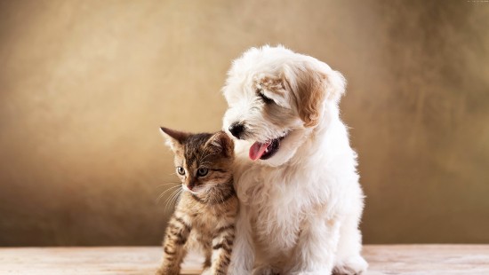 Image white long coated small dog sitting on brown wooden floor