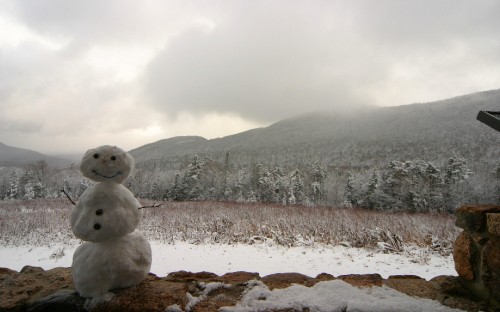 Image white polar bear on snow covered ground during daytime