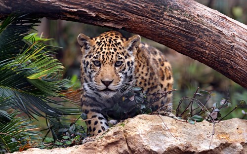 Image leopard lying on brown tree trunk