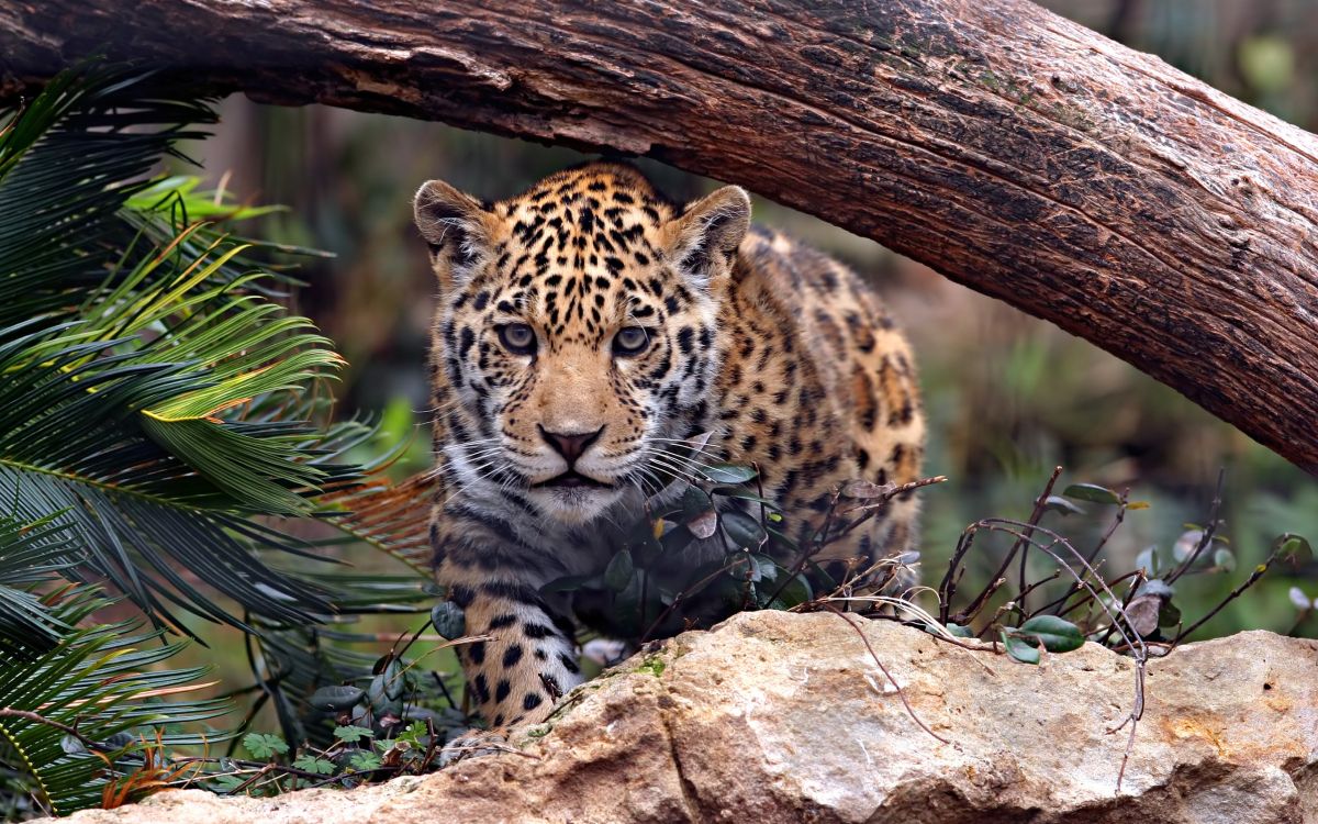 leopard lying on brown tree trunk