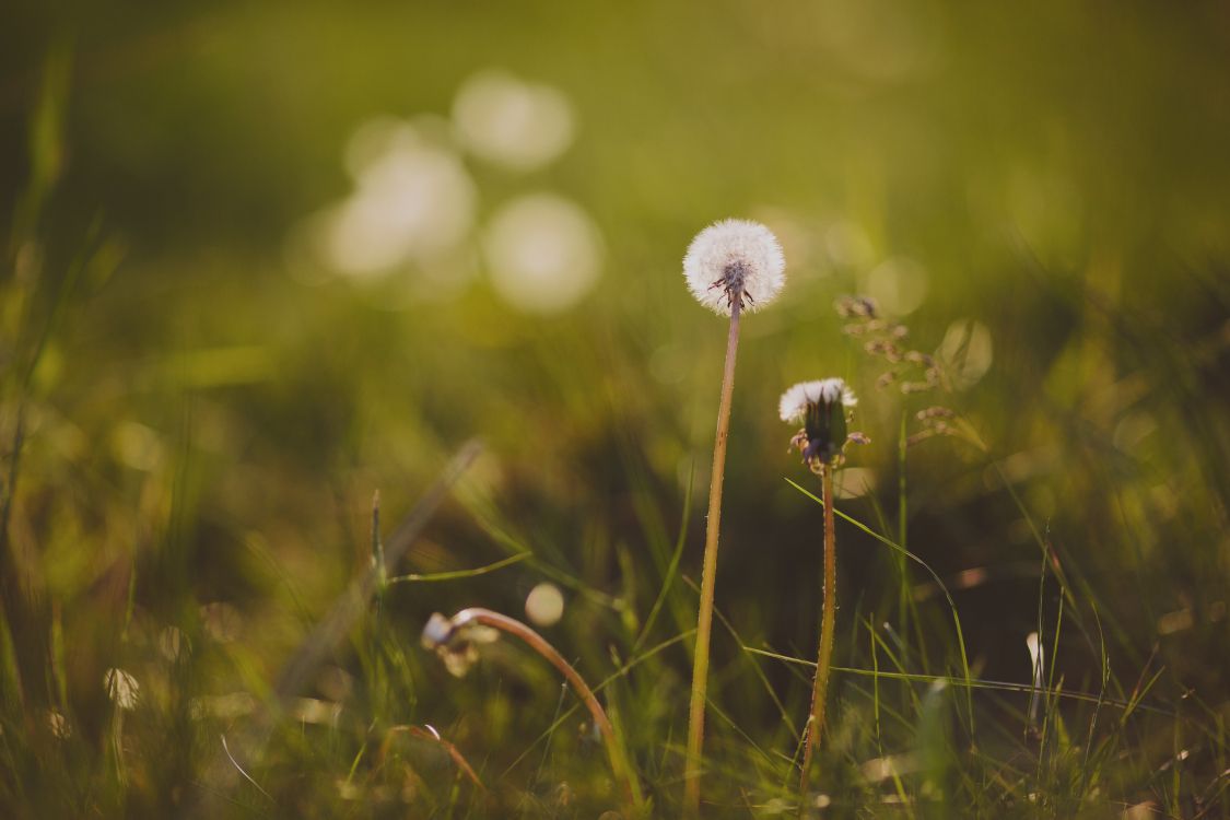 Green, Nature, Pissenlit, Printemps, Aliment. Wallpaper in 5760x3840 Resolution