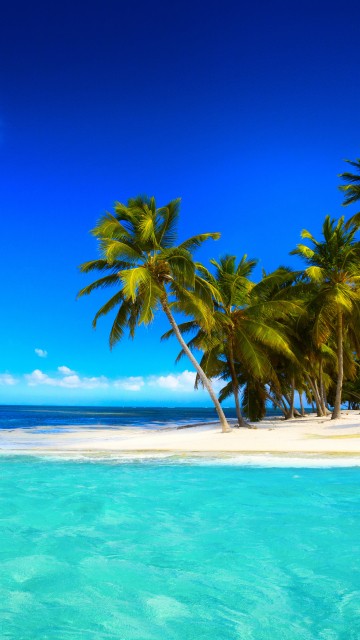 Image green palm tree on white sand beach during daytime
