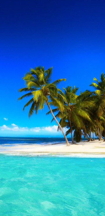 Image green palm tree on white sand beach during daytime