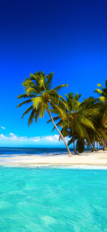Image green palm tree on white sand beach during daytime
