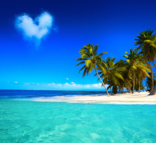 Image green palm tree on white sand beach during daytime