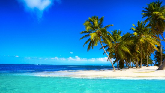 Image green palm tree on white sand beach during daytime