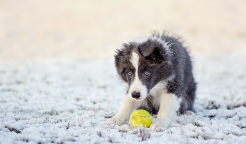 Image black and white border collie puppy lying on snow covered ground during daytime