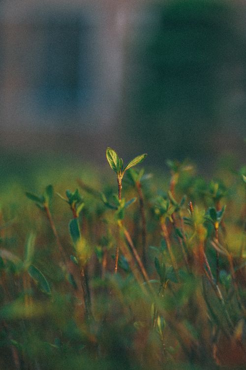 green, nature, water, vegetation, leaf