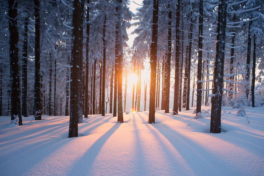 snow covered pathway between trees during sunrise