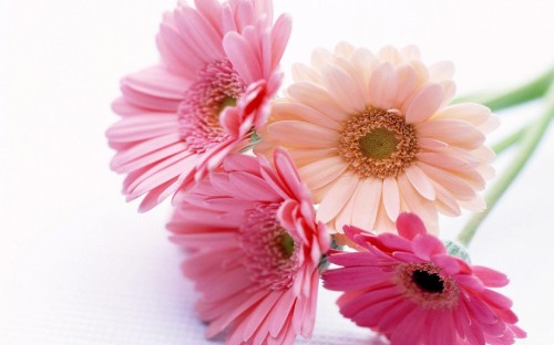 Image pink and white flowers on white background