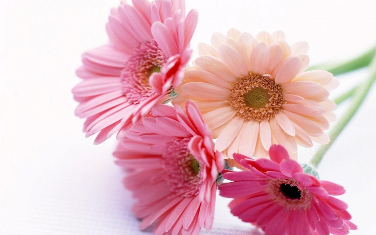 pink and white flowers on white background