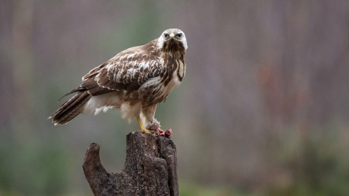 Image accipitriformes, falcon, birds, bird of prey, hawk