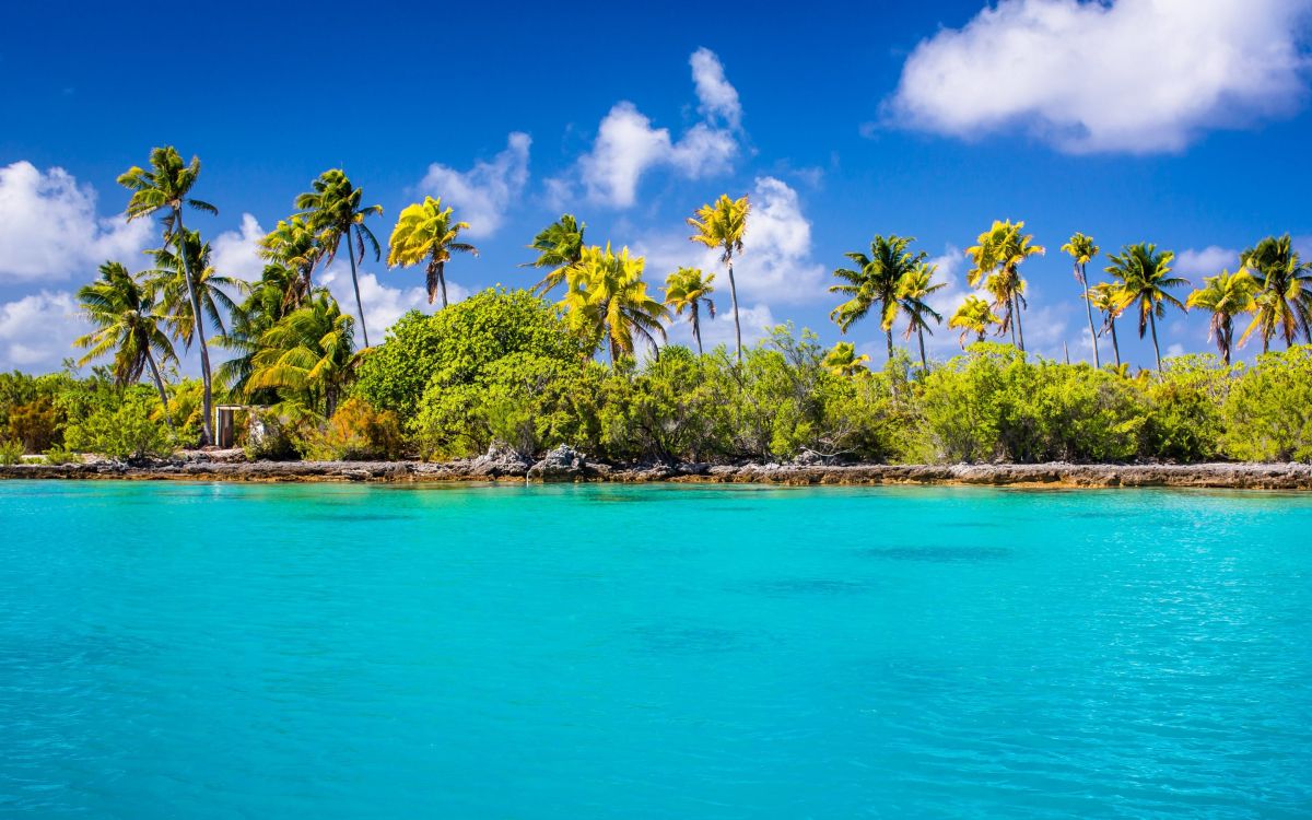 green coconut trees beside blue sea under blue sky and white clouds during daytime