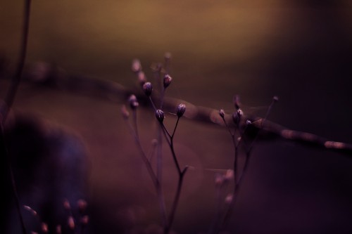 Image bokeh, water, purple, violet, performance