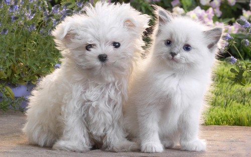 Image white long fur small dog