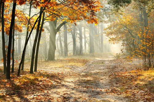 Image brown trees with sun rays