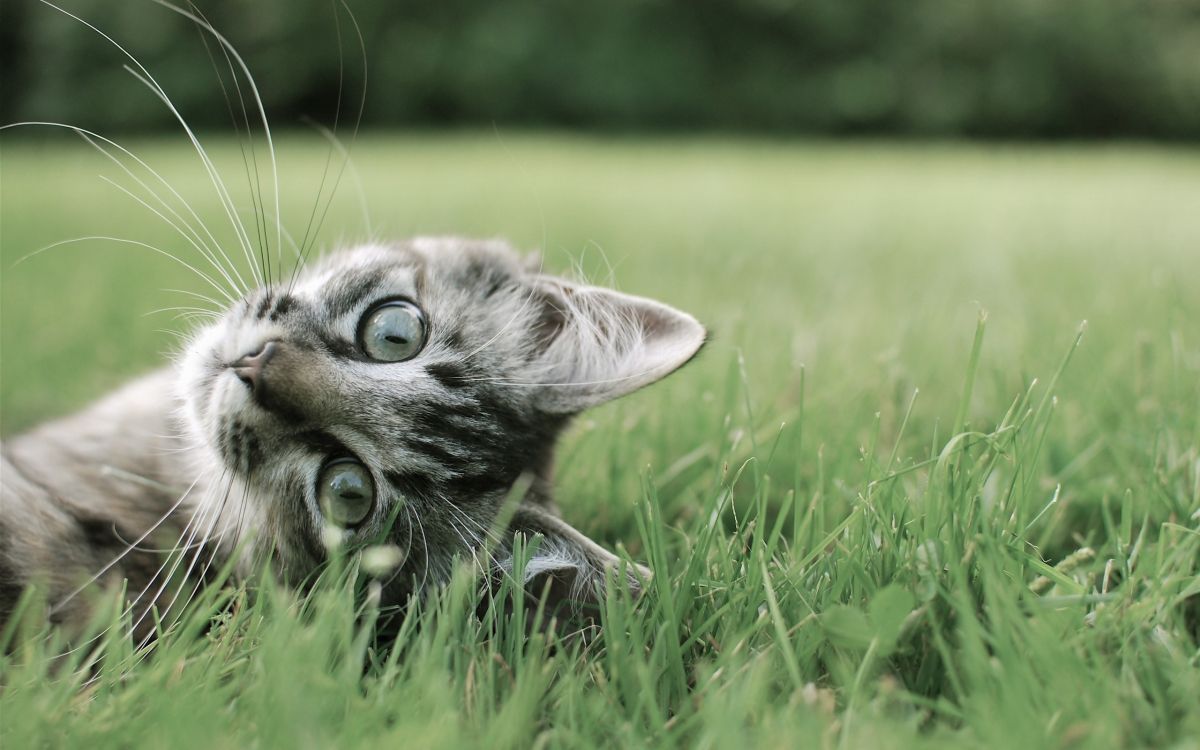 Wallpaper Brown Tabby Cat Lying on Green Grass During Daytime ...