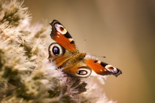 Image peacock butterfly perched on white flower in close up photography during daytime