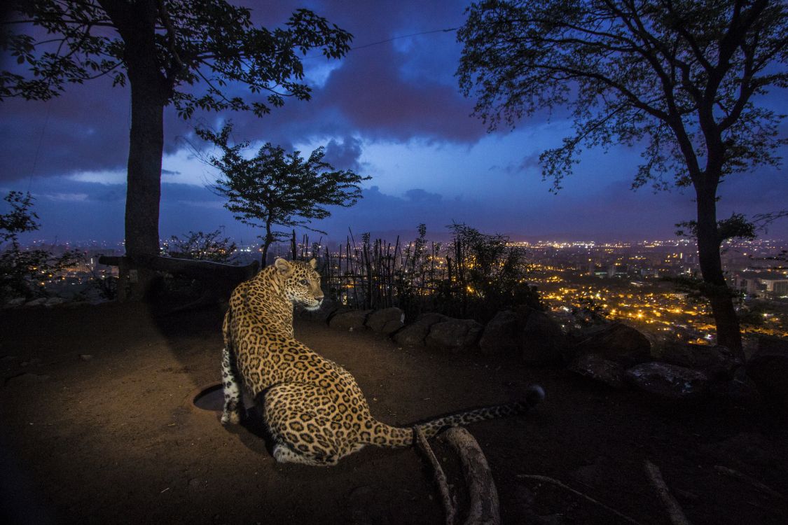 Guépard Marchant Sur la Terre Brune Pendant la Nuit. Wallpaper in 3000x2000 Resolution