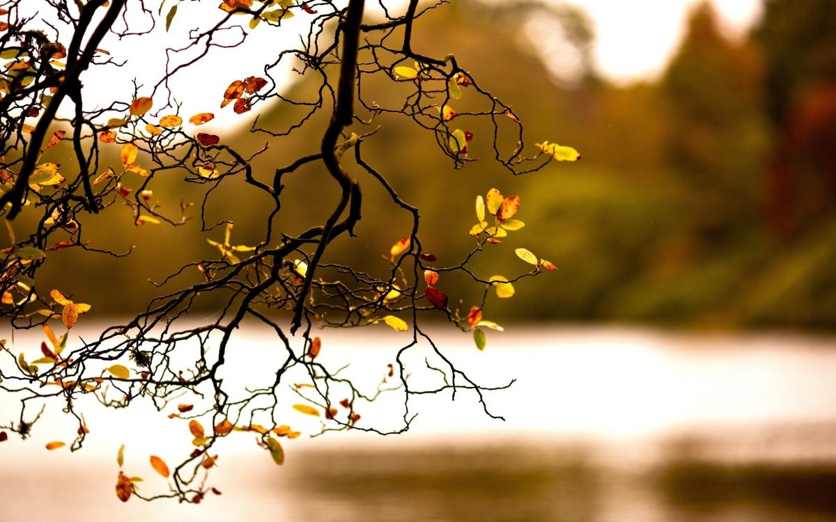 Branche D'arbre Brune Pendant la Journée. Wallpaper in 2560x1600 Resolution