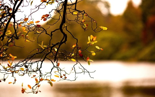 Image brown tree branch during daytime