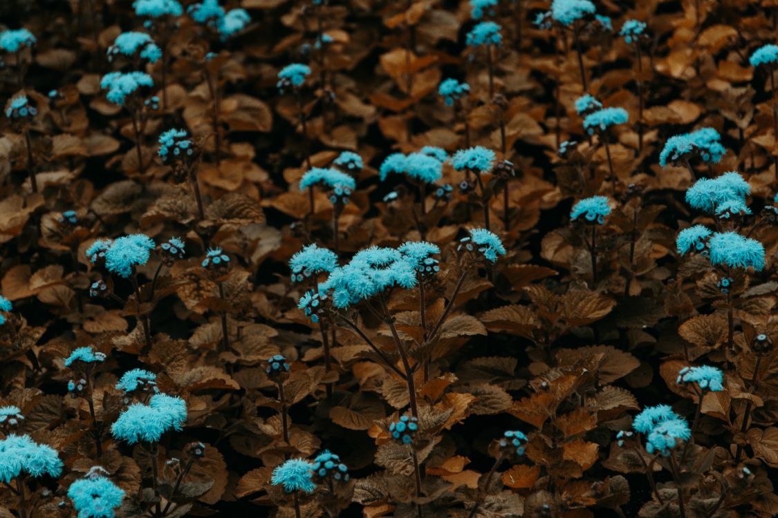 blue flowers on brown leaves