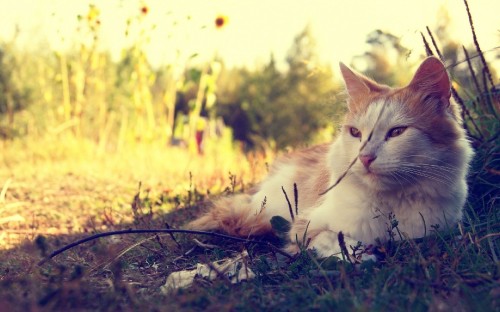 Image white cat lying on green grass during daytime