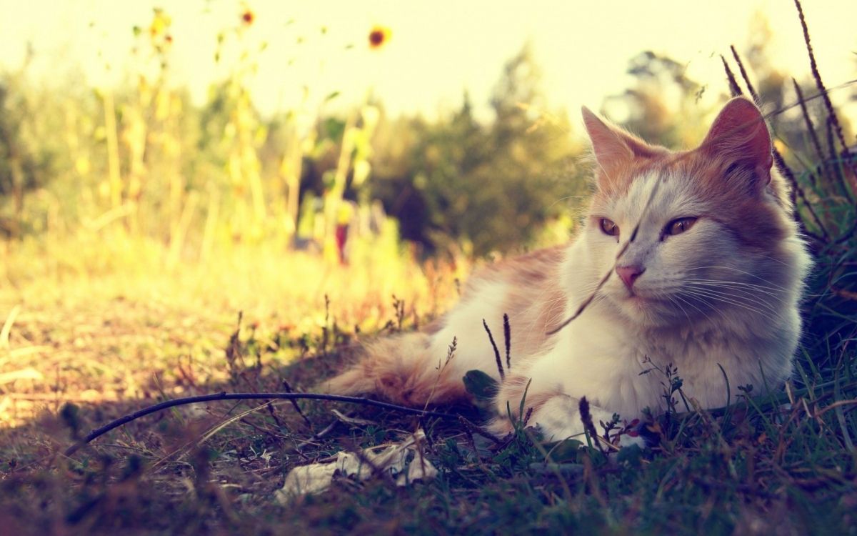 white cat lying on green grass during daytime