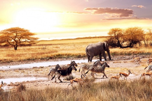 Image zebra and zebra on brown field during daytime