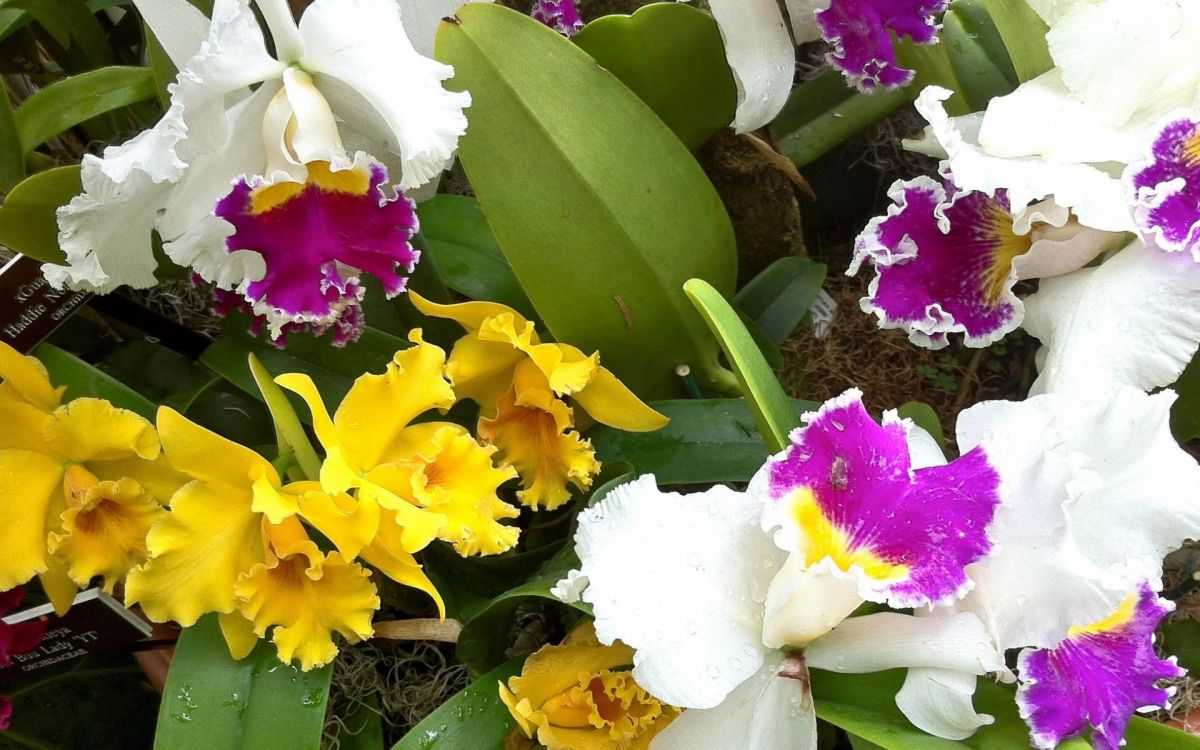 Fleurs Jaunes Blanches et Roses. Wallpaper in 1920x1200 Resolution