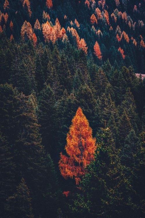 Image tree, Conifers, forest, leaf, red