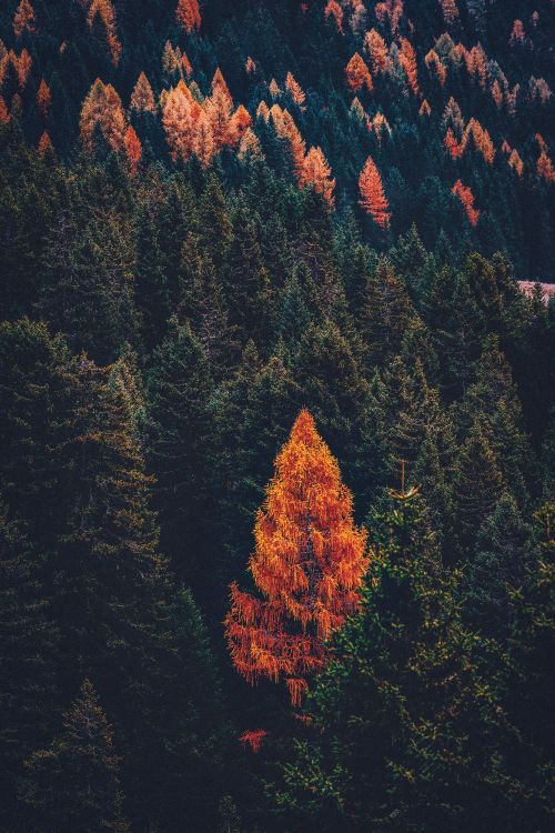 Tree, Conifers, Forest, Leaf, Red. Wallpaper in 3840x5760 Resolution