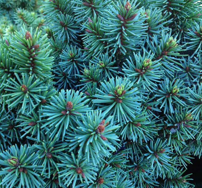 green and white plant during daytime