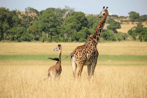 Image 2 giraffes on brown grass field during daytime