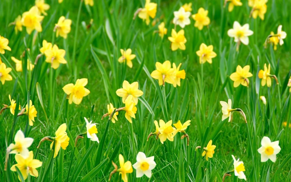 Fondos de Pantalla Flores Amarillas y Blancas en el Campo de Hierba