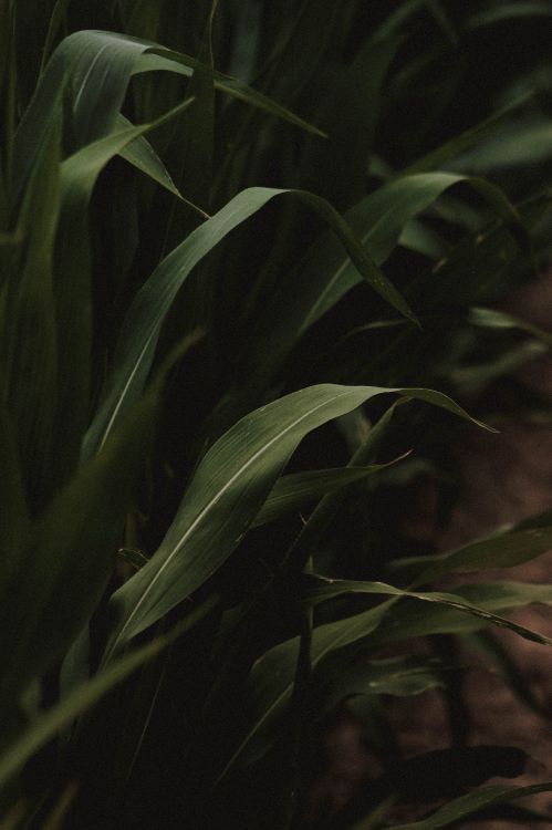 leaf, plant stem, green, botany, darkness