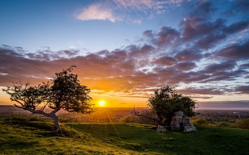 Image green grass field with trees during sunset