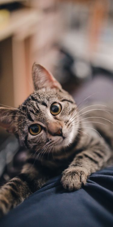 Süße Katzen, Dragon Li, Dogge, Kätzchen, Felidae. Wallpaper in 1500x3000 Resolution